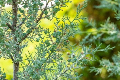 Blaue zypresse Cupressus arizonica 'Fastigiata' strauch Cupressus arizonica 'Fastigiata' Strauch