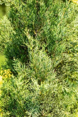 Mittelmeerzypresse Cupressus sempervirens 'Pyramidalis' strauch Cupressus sempervirens 'Pyramidalis' Strauch