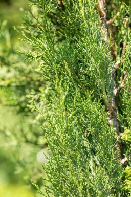 Mittelmeerzypresse Cupressus sempervirens 'Pyramidalis' strauch Cupressus sempervirens 'Pyramidalis' Strauch