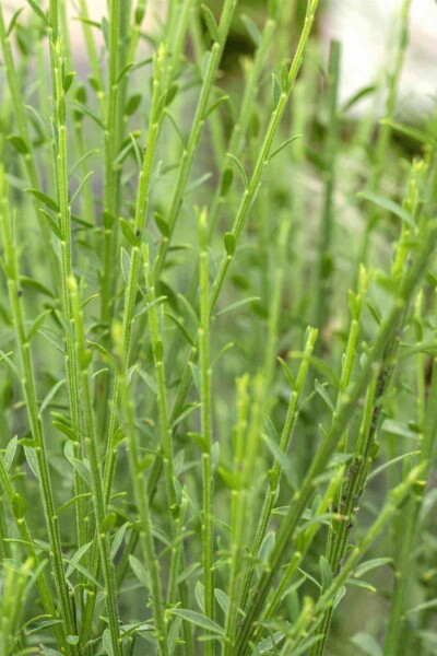 Ginster Cytisus 'Lena' strauch Cytisus 'Lena' Strauch
