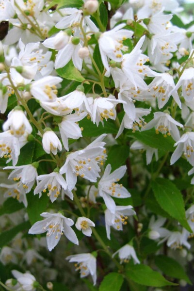 Deutzia gracilis C10 60-80