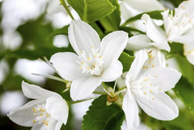 Deutzia gracilis C10 60-80