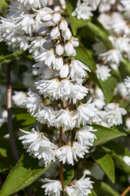 Deutzie Deutzia magnifica strauch Deutzia magnifica Strauch