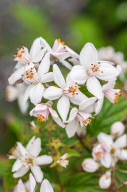 Deutzie Deutzia 'Mont Rose' strauch Deutzia 'Mont Rose' Strauch