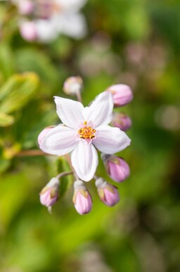 Deutzie Deutzia 'Mont Rose' strauch Deutzia 'Mont Rose' Strauch