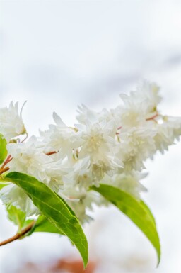 Sternchenstrauch Deutzia scabra 'Plena' strauch Deutzia scabra 'Plena' Strauch