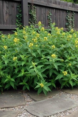 Buschgeißblatt Diervilla sessilifolia 'Butterfly' strauch Diervilla sessilifolia 'Butterfly' Strauch