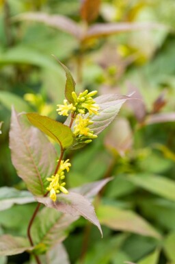 Amerikanische Weigelie Diervilla splendens strauch Diervilla splendens Strauch