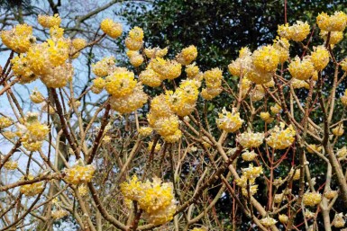 Japanischer papierbusch Edgeworthia chrysantha 'Grandiflora' strauch Edgeworthia chrysantha 'Grandiflora' Strauch