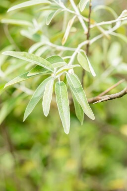 Ölweide Elaeagnus angustifolia strauch Elaeagnus angustifolia Strauch