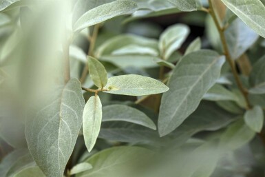Ölweide Elaeagnus angustifolia strauch Elaeagnus angustifolia Strauch