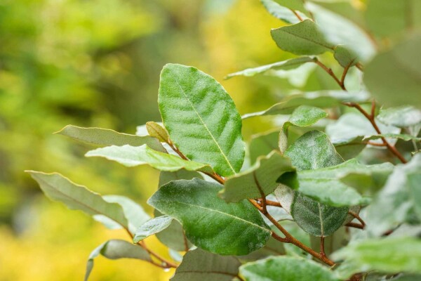 Elaeagnus ebbingei 'Compacta' Strauch