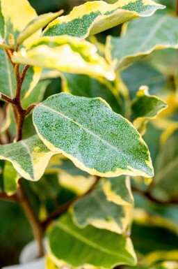 Silberölweide Elaeagnus ebbingei 'Limelight' strauch Elaeagnus ebbingei 'Limelight' Strauch