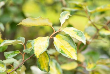 Silberölweide Elaeagnus ebbingei 'Limelight' strauch Elaeagnus ebbingei 'Limelight' Strauch
