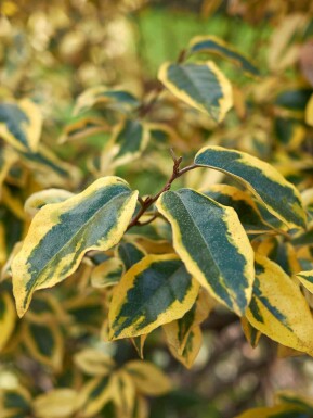 Ölweide Elaeagnus pungens 'Maculata' strauch Elaeagnus pungens 'Maculata' Strauch
