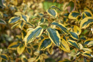 Ölweide Elaeagnus pungens 'Maculata' strauch Elaeagnus pungens 'Maculata' Strauch