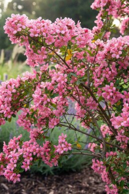 Escallonie Escallonia 'Donard Seedling' strauch Escallonia 'Donard Seedling' Strauch