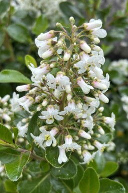 Escallonie Escallonia 'Iveyi' strauch Escallonia 'Iveyi' Strauch
