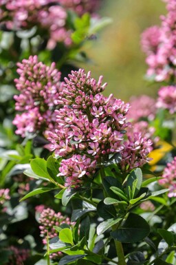 Escallonie Escallonia 'Pink Elle' strauch Escallonia 'Pink Elle' Strauch