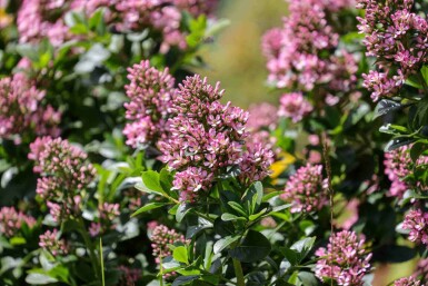 Escallonie Escallonia 'Pink Elle' strauch Escallonia 'Pink Elle' Strauch