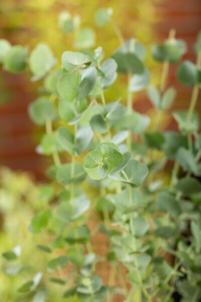 Blauer eukalyptus Eucalyptus gunni 'Azura' strauch Eucalyptus gunni 'Azura' Strauch