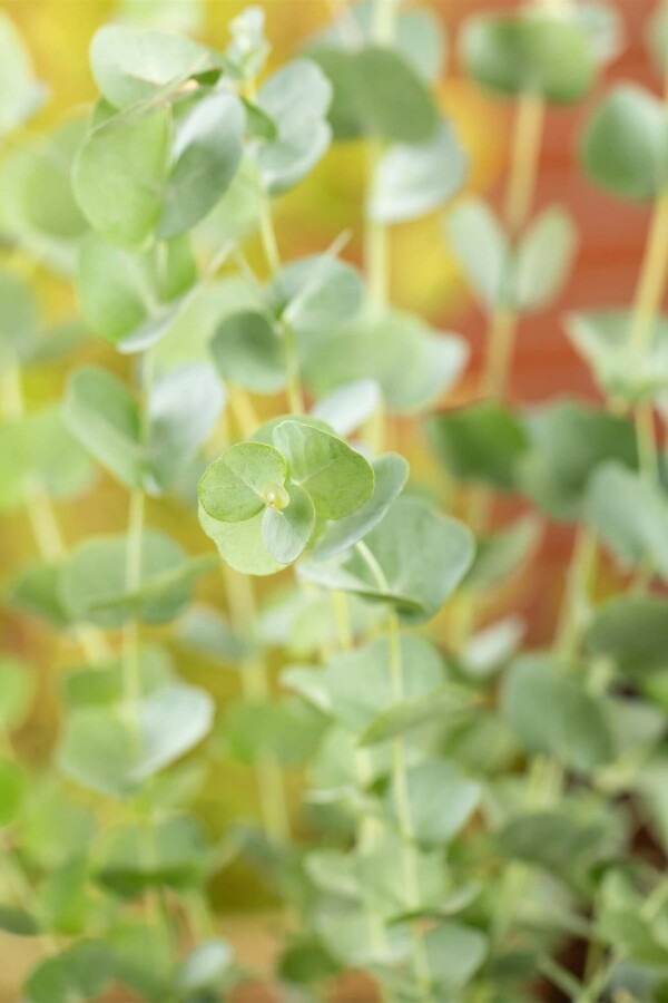 Blauer eukalyptus Eucalyptus gunni 'Azura' strauch Eucalyptus gunni 'Azura' Strauch