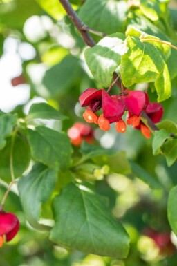 Pfaffenhütchen Euonymus europaeus strauch Euonymus europaeus Strauch