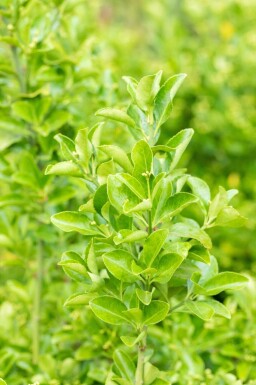 Japanischer spindelstrauch Euonymus japonicus strauch Euonymus japonicus Strauch