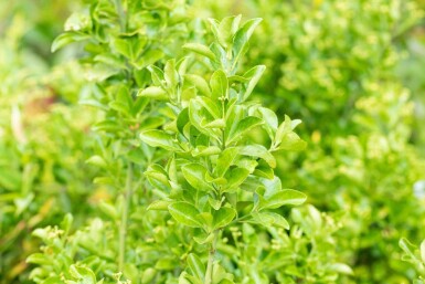 Japanischer spindelstrauch Euonymus japonicus strauch Euonymus japonicus Strauch