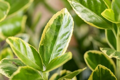 Japanischer spindelstrauch Euonymus japonicus 'Aureomarginatus' strauch Euonymus japonicus 'Aureomarginatus' Strauch