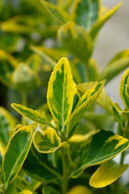 Japanischer spindelstrauch Euonymus japonicus 'Aureus' strauch Euonymus japonicus 'Aureus' Strauch