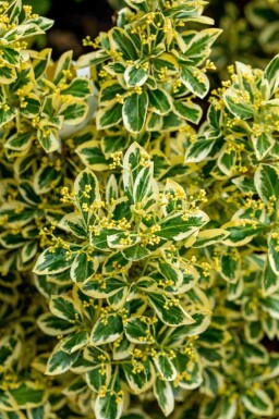 Japanischer spindelstrauch Euonymus japonicus 'Bravo' strauch Euonymus japonicus 'Bravo' Strauch