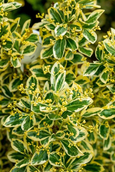 Euonymus japonicus 'Bravo' Strauch