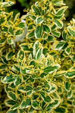 Japanischer spindelstrauch Euonymus japonicus 'Bravo' strauch Euonymus japonicus 'Bravo' Strauch