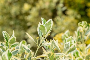 Euonymus japonicus 'Bravo' Strauch 80-100 cm C18