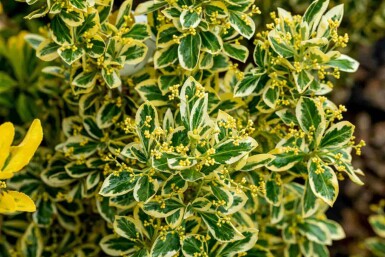 Euonymus japonicus 'Bravo' Strauch 80-100 cm C18