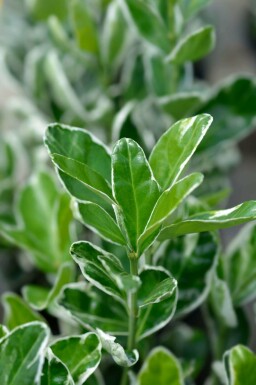 Spindelstrauch Euonymus japonicus 'Kathy' strauch Euonymus japonicus 'Kathy' Strauch