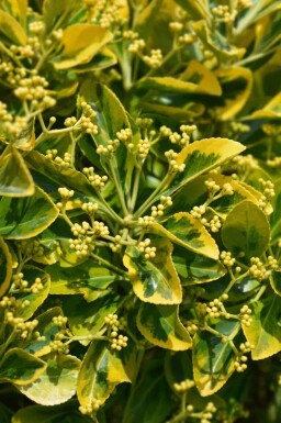 Japanischer spindelstrauch Euonymus japonicus 'Marieke' strauch Euonymus japonicus 'Marieke' Strauch