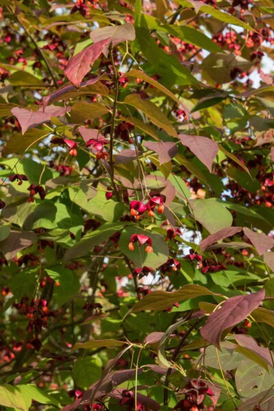 Spindelstrauch Euonymus planipes strauch Euonymus planipes Strauch