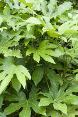 Zimmeraralie Fatsia japonica strauch Fatsia japonica Strauch