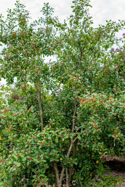 Frangula alnus