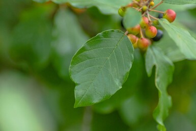 Faulbaum Frangula alnus strauch Frangula alnus