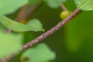 Frangula alnus