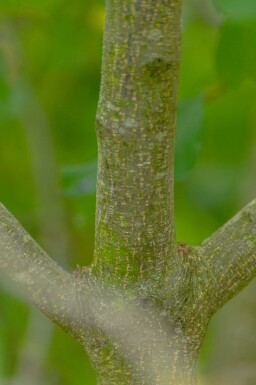 Frangula alnus