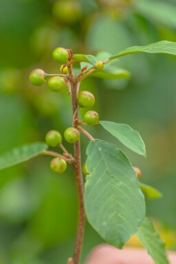 Frangula alnus