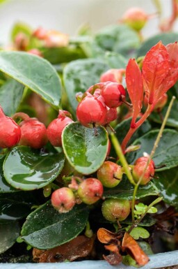 Rote Teppichbeere Gaultheria procumbens strauch Gaultheria procumbens