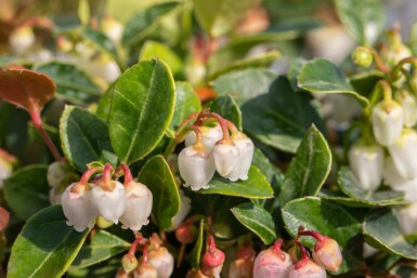 Rote Teppichbeere Gaultheria procumbens strauch Gaultheria procumbens