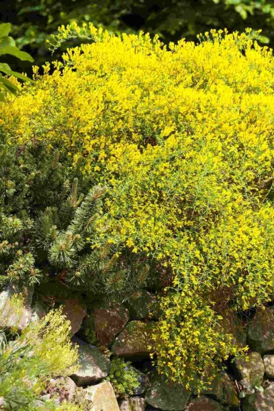 Gelber ginster Genista lydia strauch 30-40 C3 Genista lydia Strauch 30-40 cm