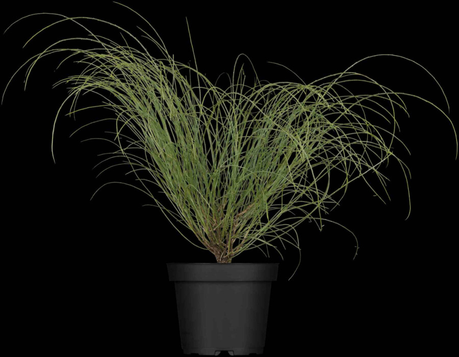 Gelber ginster Genista lydia strauch 30-40 C3 Genista lydia Strauch 30-40 cm