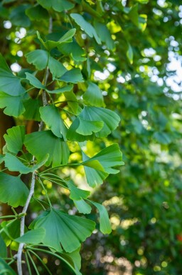 Ginkgo Ginkgo biloba strauch Ginkgo biloba Strauch